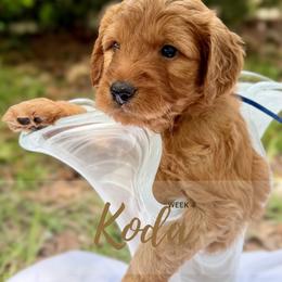 Goldendoodle Puppies from Ruby Pupper Doodles