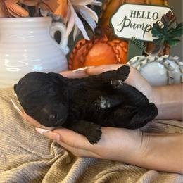 Boy 4 - Black male Poodle puppy in Calimesa, California from Teakwood Poodles of SoCal