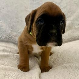 Duke - Green Collar - Fawn male Boxer puppy in Watervliet, New York from Shamrock's Boxers