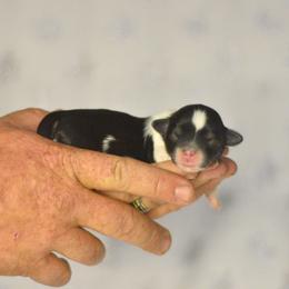 Snow - Black and white male Shichon puppy in Delta, Colorado from PTK Ranch