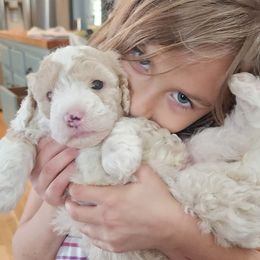 Aussiedoodle Puppies from My Classy Doodles