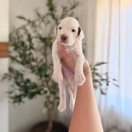 Teddy - Parti male Goldendoodle puppy in Vancouver, Washington from Blissful Doodles