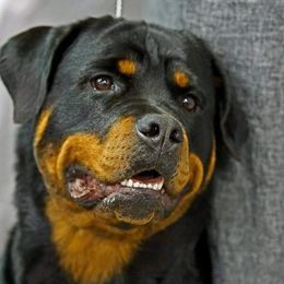 Rottweilers from Von Edlenhaus Rottweilers