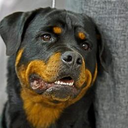 Rottweilers from Von Edlenhaus Rottweilers