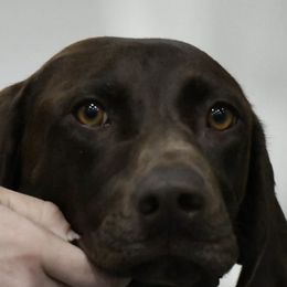 German Shorthaired Pointers from Prairie Valley Gundogs