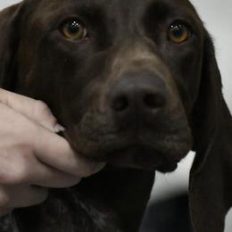 German Shorthaired Pointers from Prairie Valley Gundogs