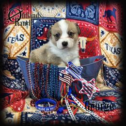 George - Red male Pembroke Welsh Corgi puppy in Anson, Texas from Outlands Ranch