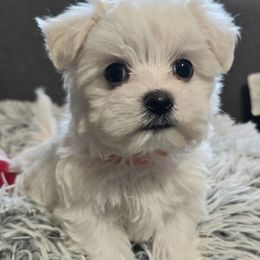 Chip - Health Tested Parents - White male Maltese puppy in Greenville, North Carolina from Amanda's Sugar Sweet Puppies