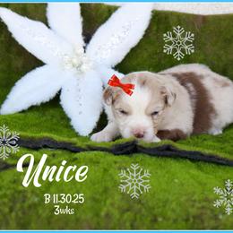 Unice - Red merle female Miniature Australian Shepherd puppy in Madisonville, Texas from Flying LL Aussies