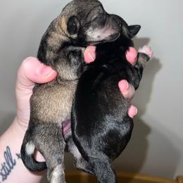 Miniature Schnauzer puppies from J Bar B Kennels