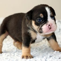 Murphy - Black tri-color male Bulldog puppy in Winnsboro, Texas from JP Ranch Bulldogs