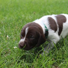 German Shorthaired Pointer Puppies from Brooke's GSPs