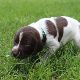 German Shorthaired Pointer Puppies from Brooke's GSPs