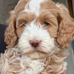 Orange - Apricot male Goldendoodle puppy in Gilbert, Arizona from Bushman Doodles