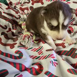 Joy - Black tan and white female Siberian Husky puppy in Kansas City, Missouri from Anuun's Huskies