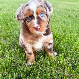 Miniature American Shepherd and Miniature Australian Shepherd Puppies from Sugartop Minis