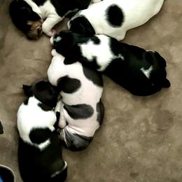 Rat Terrier Puppies from Kelly’s Ratters