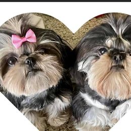 Shih Tzu All Grown Up from Tennessee's Treasured Shih Tzus