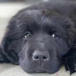 Newfoundlands from Willamette Valley Newfoundlands