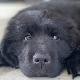 Newfoundlands from Willamette Valley Newfoundlands