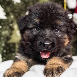 Frozen - Black and tan female German Shepherd puppy in Walla Walla, Washington from Silver Knight Shepherds