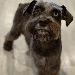 Willow - Miniature Schnauzer
