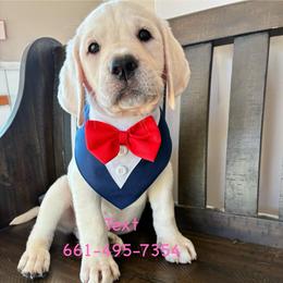 Boy Dark Blue 3,400 price - Yellow male Labrador Retriever puppy in Santa Clarita, California from Five Star Labradors