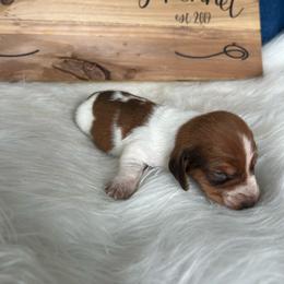 Girl 1 - Piebald female Dachshund puppy in Spicer, Minnesota from Arrow Valley