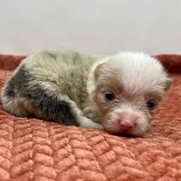 Vela (bluie merle) - Blue merle and white female American Corgi puppy in Waco, Texas from The Comma Corgis