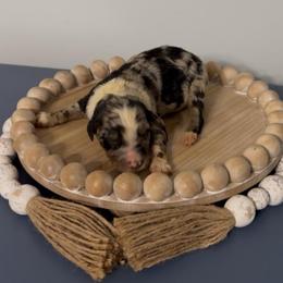 Cosmo - Blue merle male Aussiedoodle puppy in Cartersville, Georgia from Simply Blessed Doodles