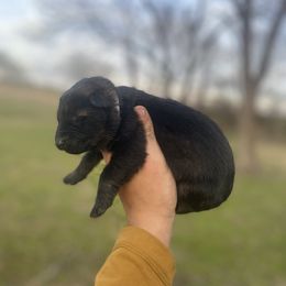 Boy 2 - German Shepherd puppy in Bartlesville, Oklahoma from Guardian Working Shepherds
