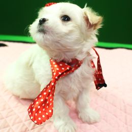 Maltese Puppies from Franny's Maltese Puppies