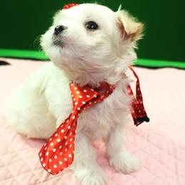Maltese Puppies from Franny's Maltese Puppies