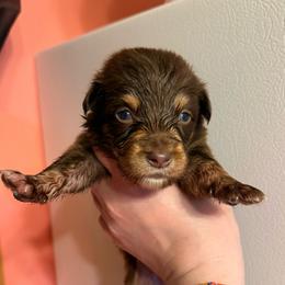 Baker - Red tri-color male Australian Shepherd puppy in Altmar, New York from E&C Australian Shepherds