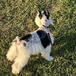 Bodi - Miniature Schnauzer