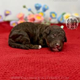 Olaf - Brown and white male Bernedoodle puppy in Owasso, Oklahoma from Kallams Bernedoodles & Bernese Mountain Dogs