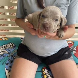 Girl 1 - Silver gray Weimaraner puppy in Huntingdon, Tennessee from Three Oak’s Kennel