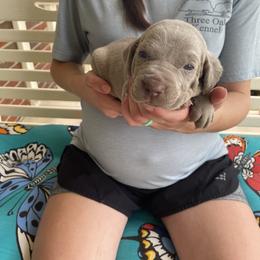 Girl 1 - Silver gray Weimaraner puppy in Huntingdon, Tennessee from Three Oak’s Kennel