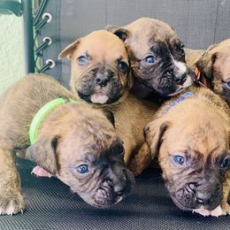 Boxer Puppies from Kruse Boxers