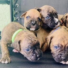 Boxer Puppies from Kruse Boxers