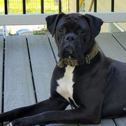 Boxers from NorthEast Ohio Boxers