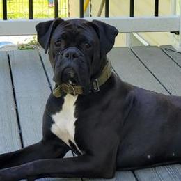 Boxers from NorthEast Ohio Boxers