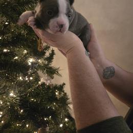 Girl 1 - Silver female Pug puppy in Auburn, Kentucky from Prentice Family Pugs, Bugs & Corgis