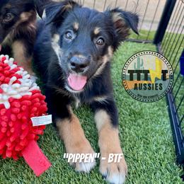Pippen - Black tri-color female Australian Shepherd puppy in Tucson, Arizona from TTTNT Aussies