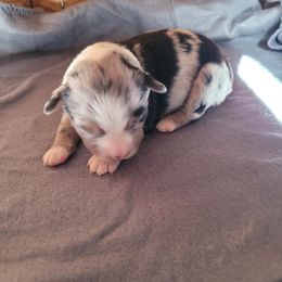 Australian Shepherd, Miniature Australian Shepherd, and Toy Australian Shepherd Puppies from Tin Roof Aussies