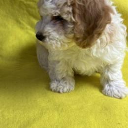 King Duncan (dunk) - Red male Havanese puppy in North Richland Hills, Texas from A Royal Havanese Court