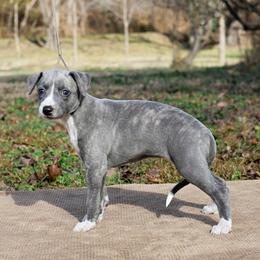 Chamois - Blue brindle female Whippet puppy in Gentry, Arkansas from Mardel Robeson of Mulberry Hollow Whippets