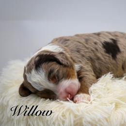 Willow - Chocolate merle female Bernedoodle puppy in Edmond, Oklahoma from Rock N Roll Doodles