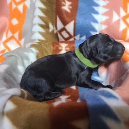 Green Collar - Sable male German Shepherd puppy in Cadet, Missouri from Working Valley Shepherds