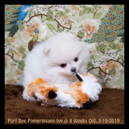 Pomeranian Puppies from Port Bee Pomeranian’s